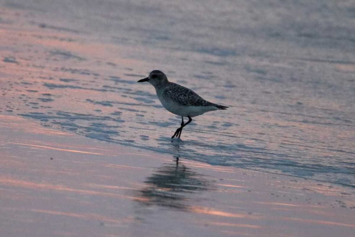 Black-bellied Plover - ML637598234