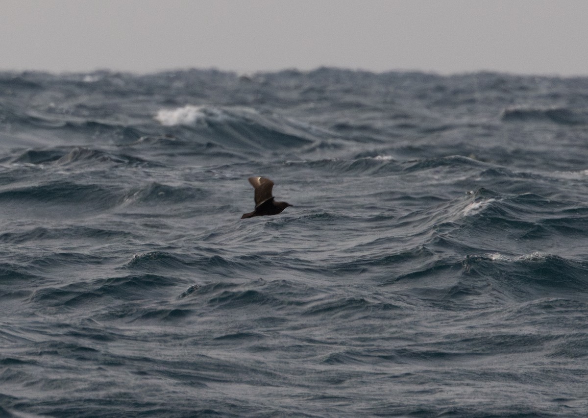South Polar Skua - ML637598236