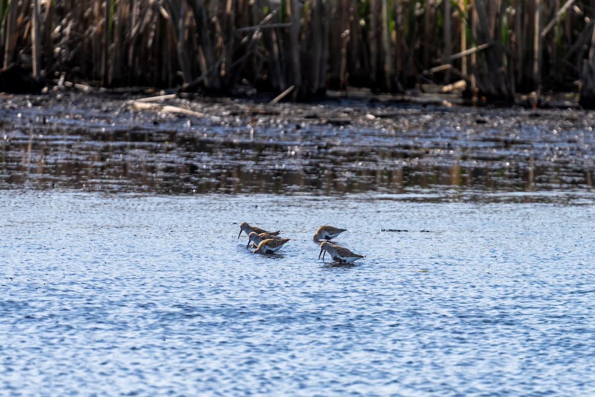 Dunlin - ML637598237