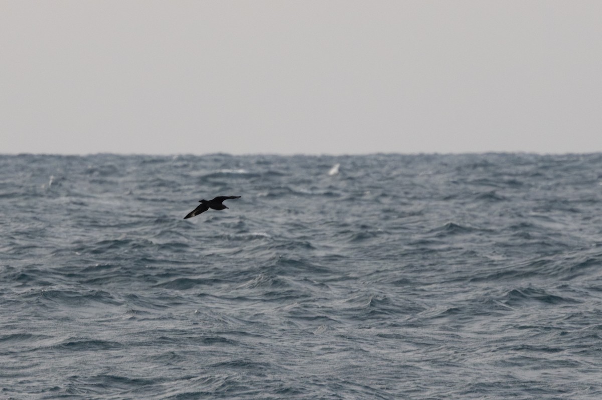 South Polar Skua - ML637598239
