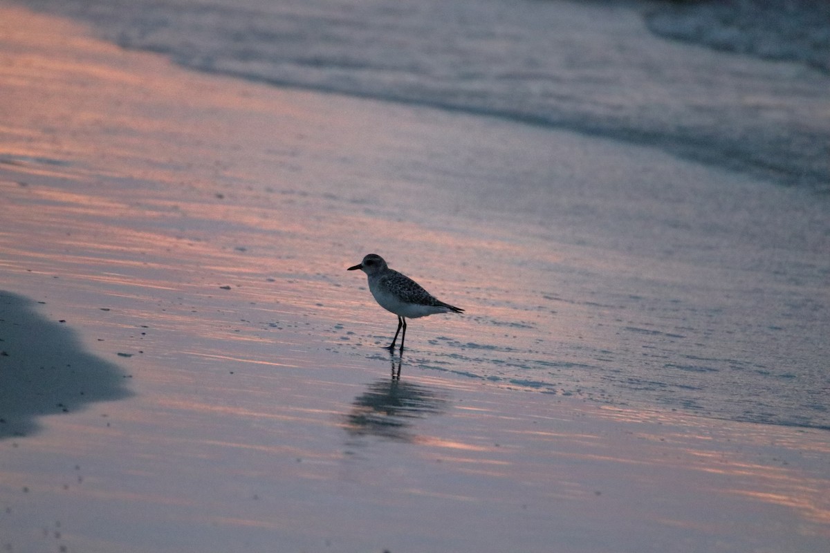 Black-bellied Plover - ML637598241