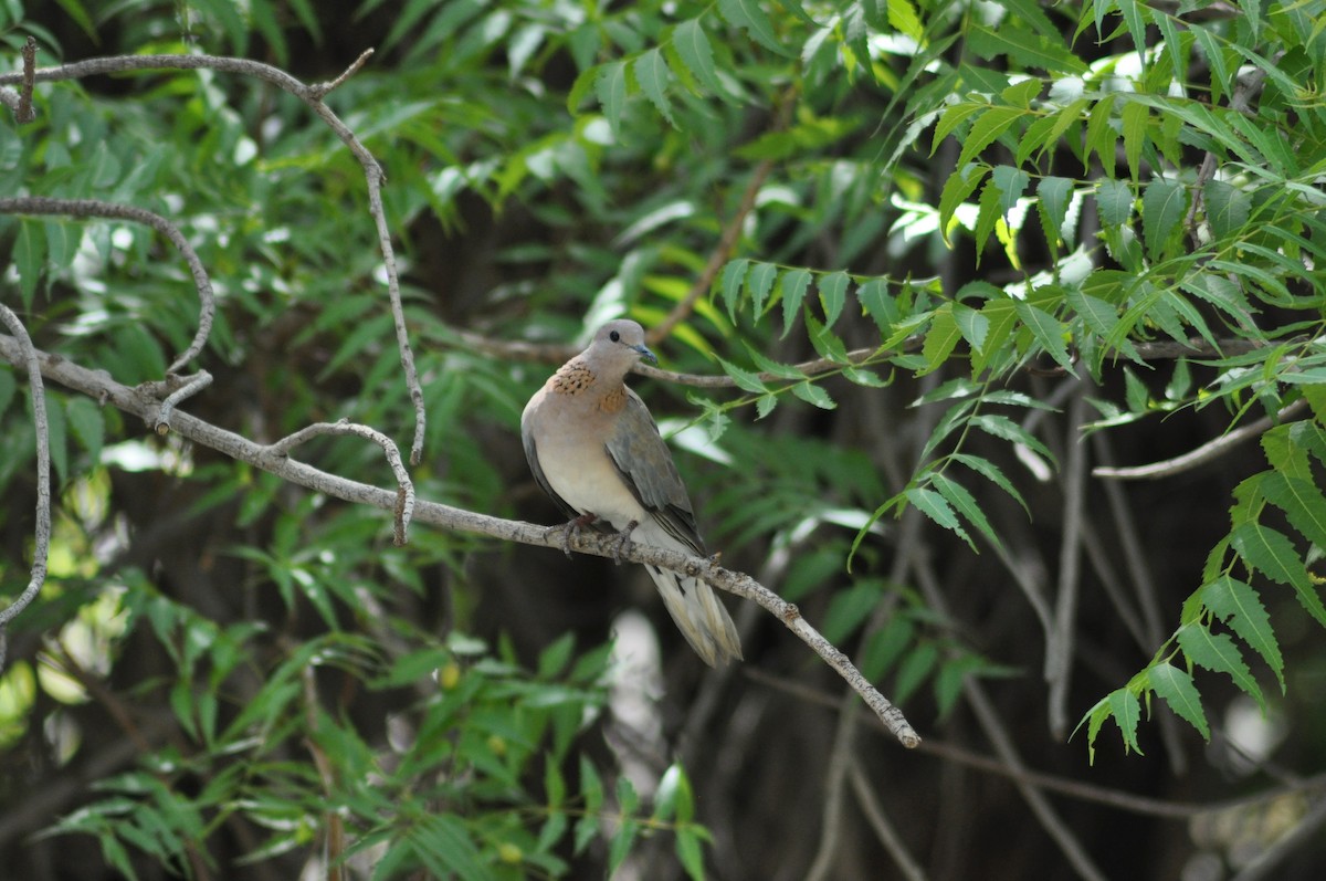 Laughing Dove - ML637598329
