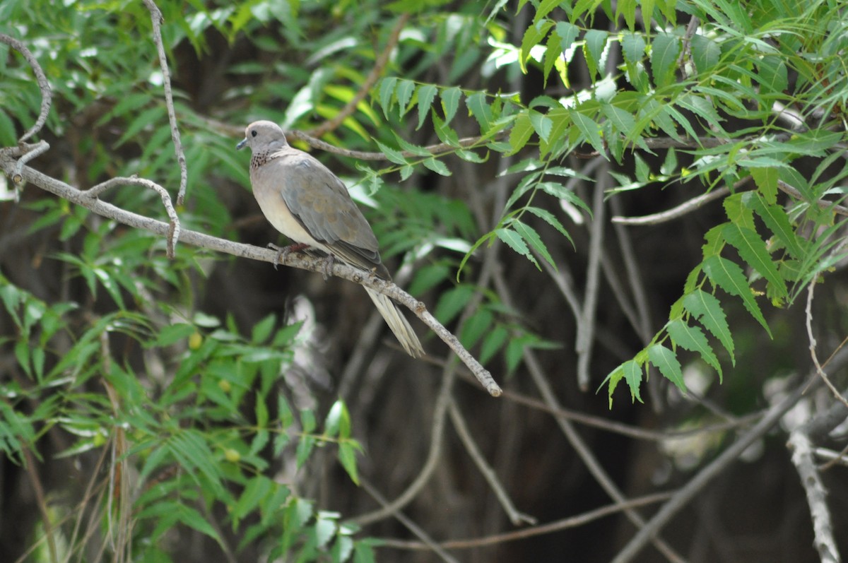 Laughing Dove - ML637598330