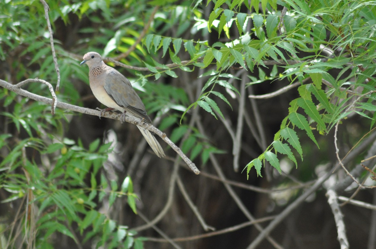Laughing Dove - ML637598331