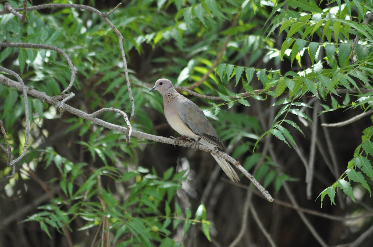 Laughing Dove - ML637598332