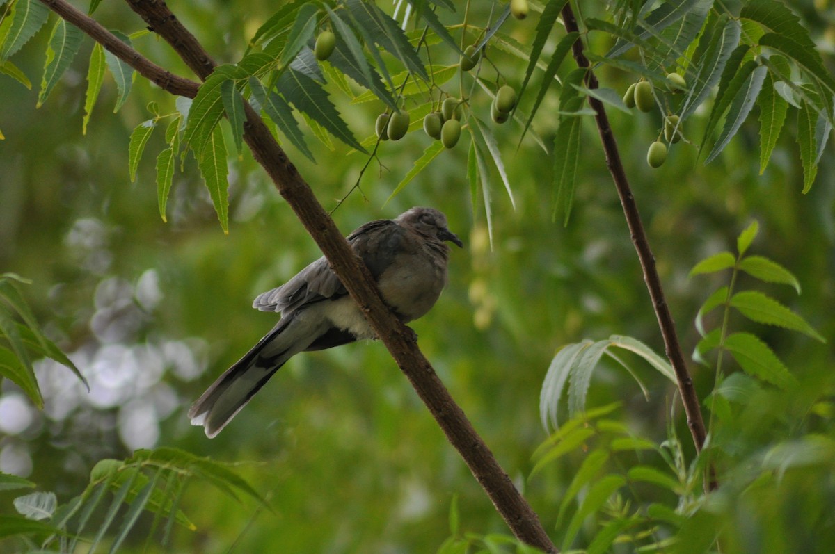 Laughing Dove - ML637598335