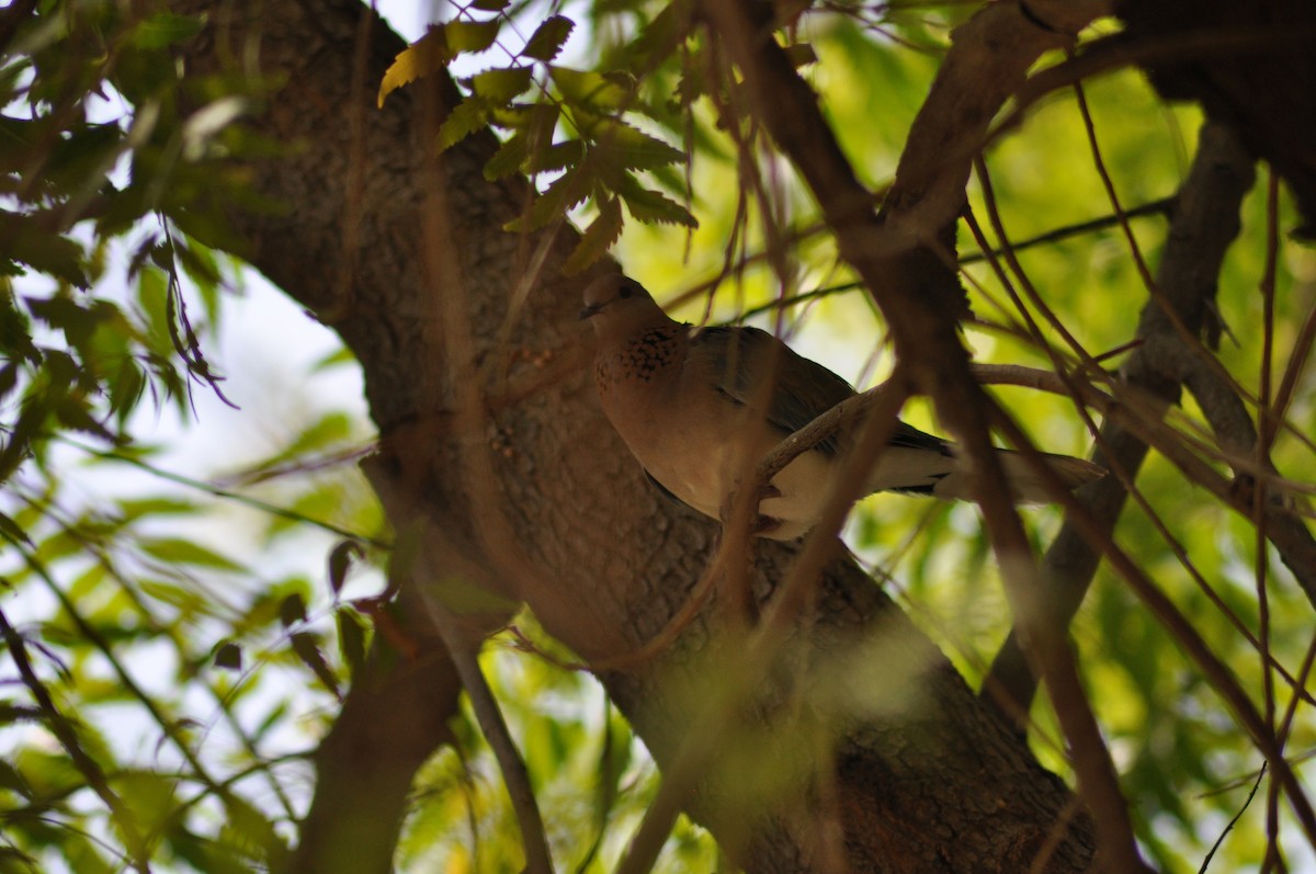 Laughing Dove - ML637598337