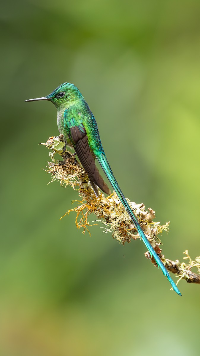 Long-tailed Sylph - ML637598341