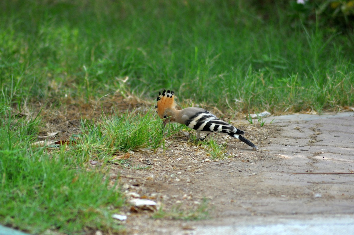Eurasian Hoopoe - ML637598360
