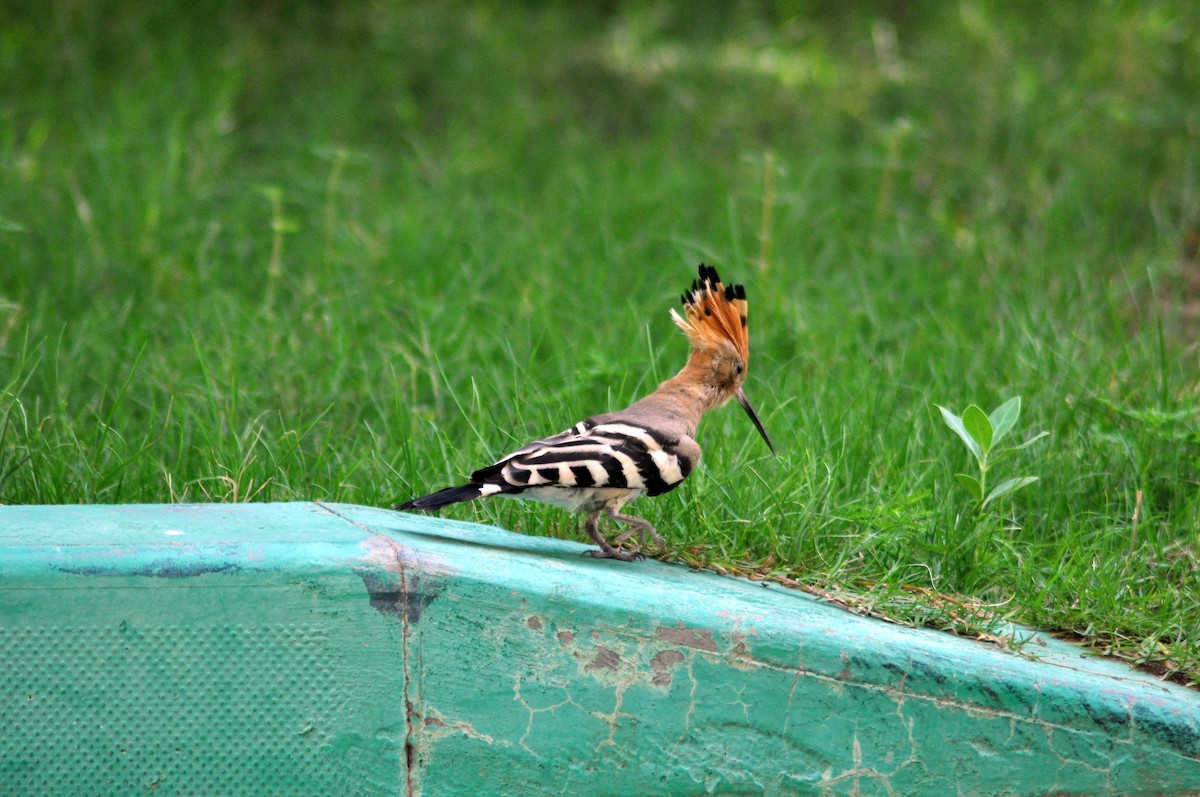 Eurasian Hoopoe - ML637598362