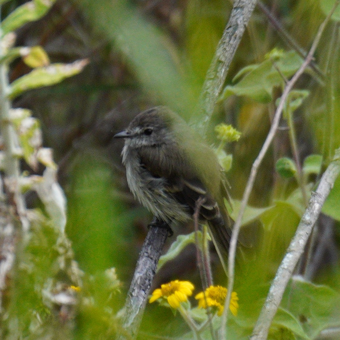 Marañon Tyrannulet - ML637598421