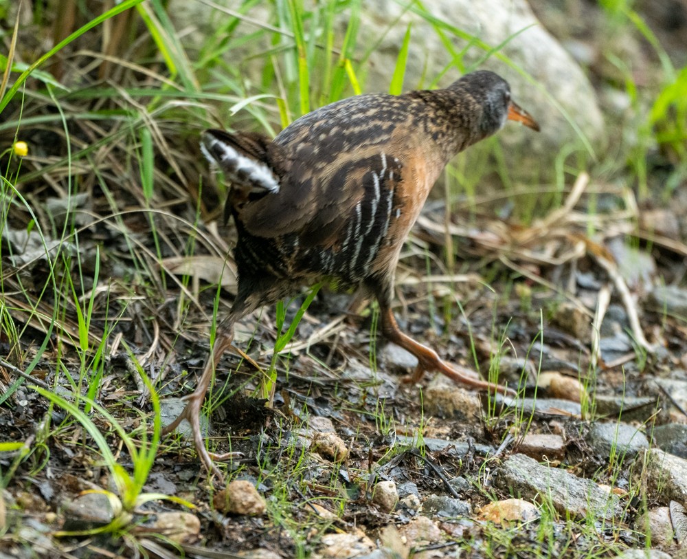 Virginia Rail - ML637598453