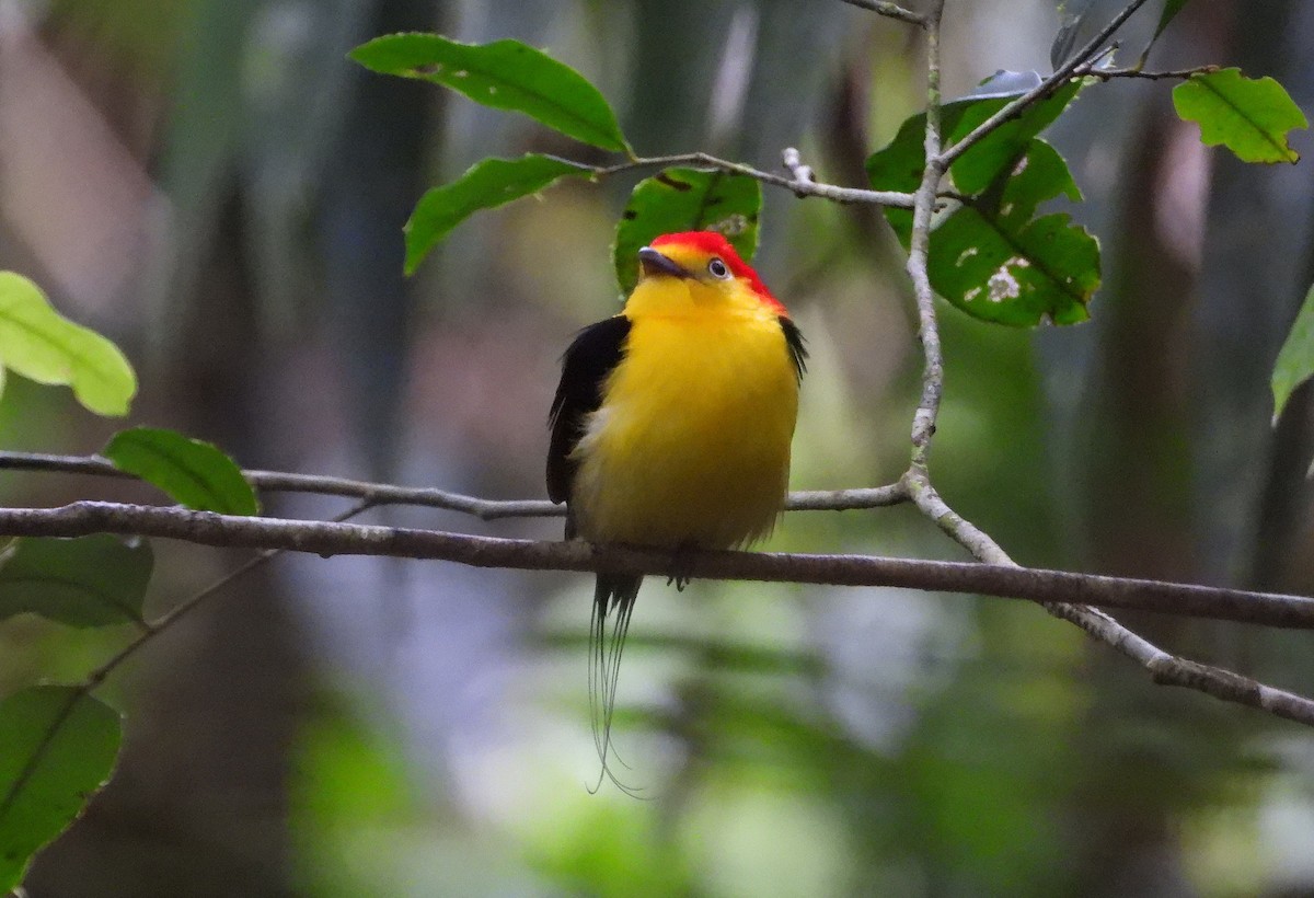 Wire-tailed Manakin - ML637598498