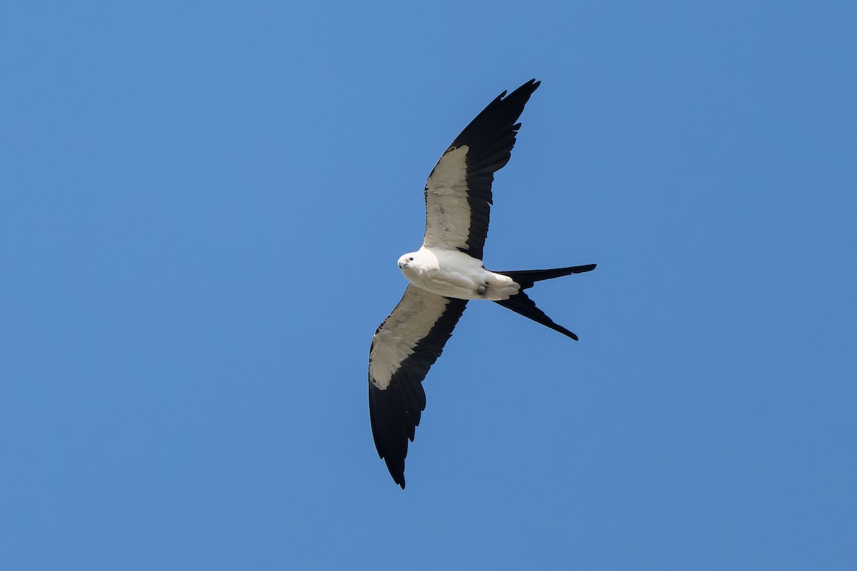 Swallow-tailed Kite - ML637598608
