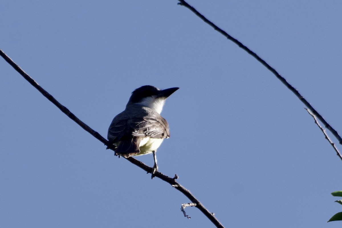Thick-billed Kingbird - ML637598620