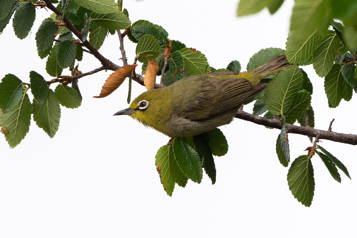 Swinhoe's White-eye - ML637598622
