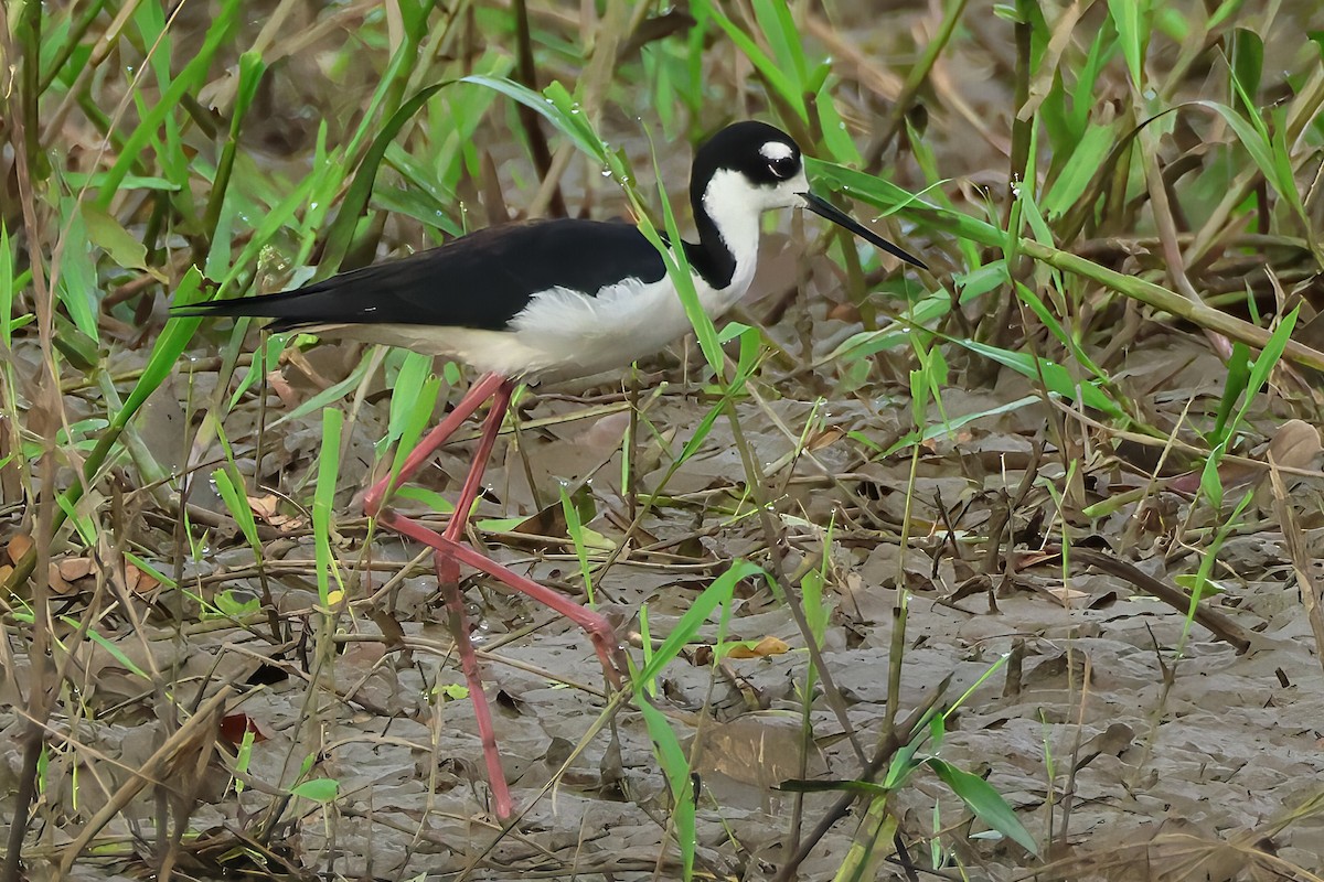 Black-necked Stilt - ML637598631