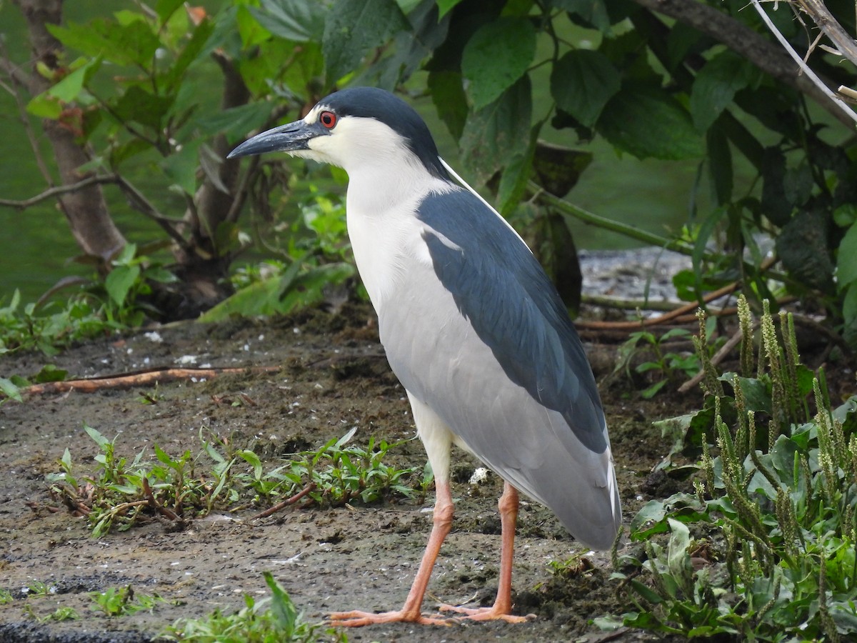 kvakoš noční - ML637598661