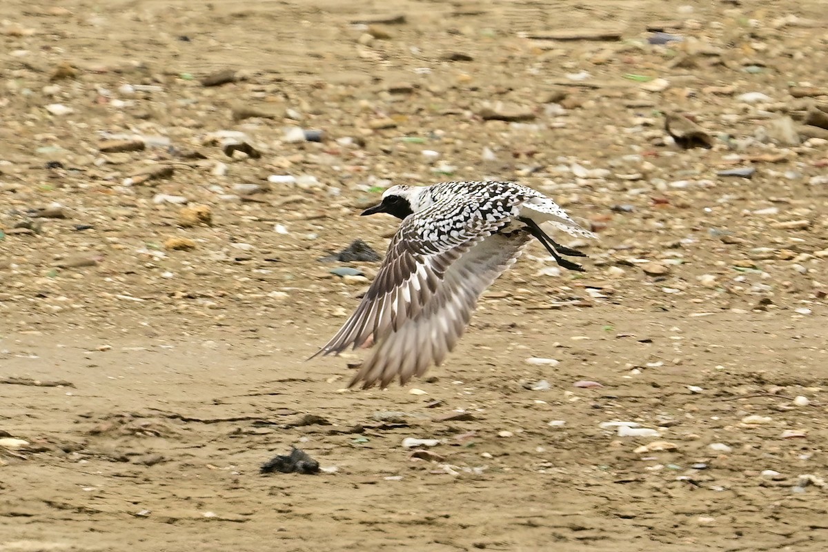 Black-bellied Plover - ML637598707