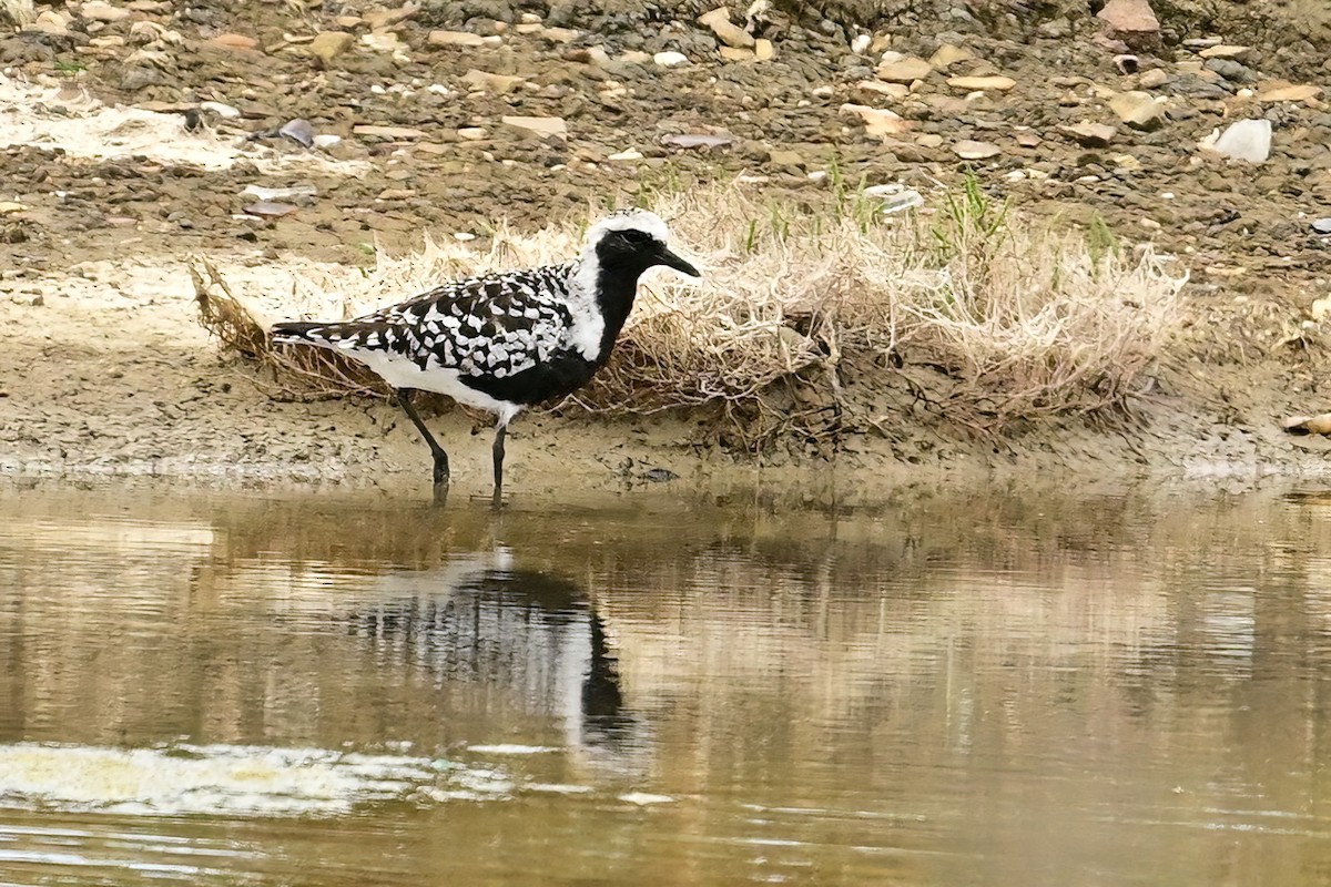 Black-bellied Plover - ML637598708