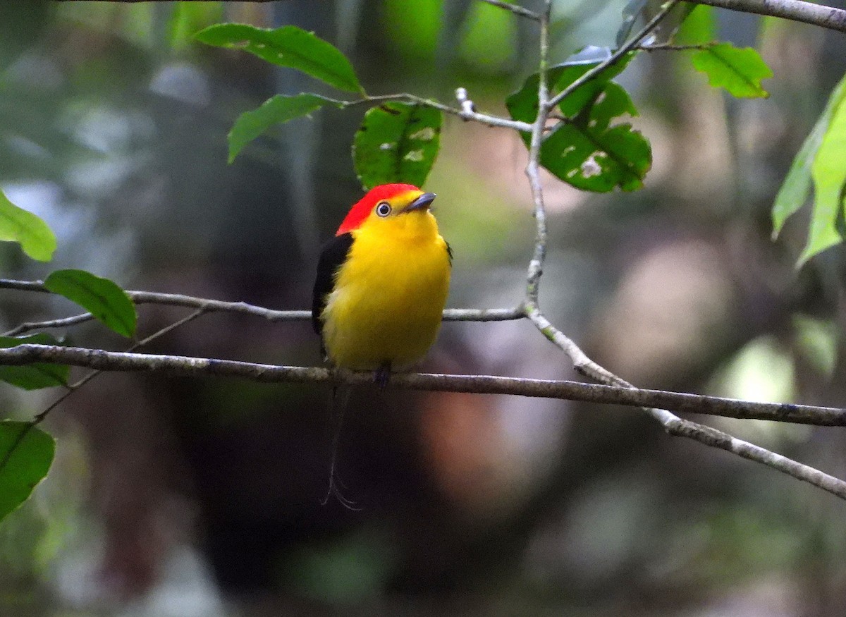 Wire-tailed Manakin - ML637598730
