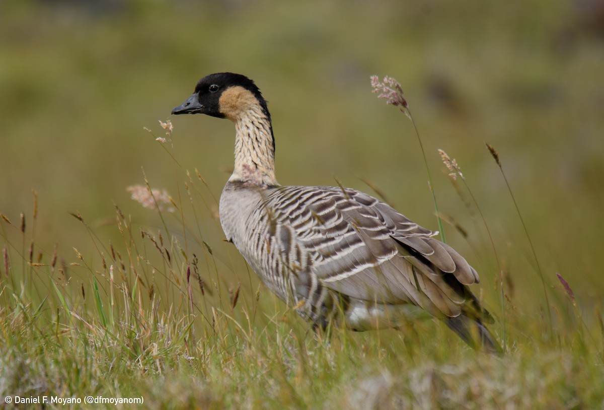 Hawaiian Goose - ML637598743