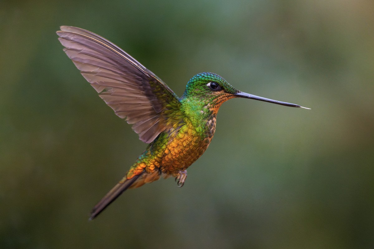 Golden-bellied Starfrontlet - ML637598771