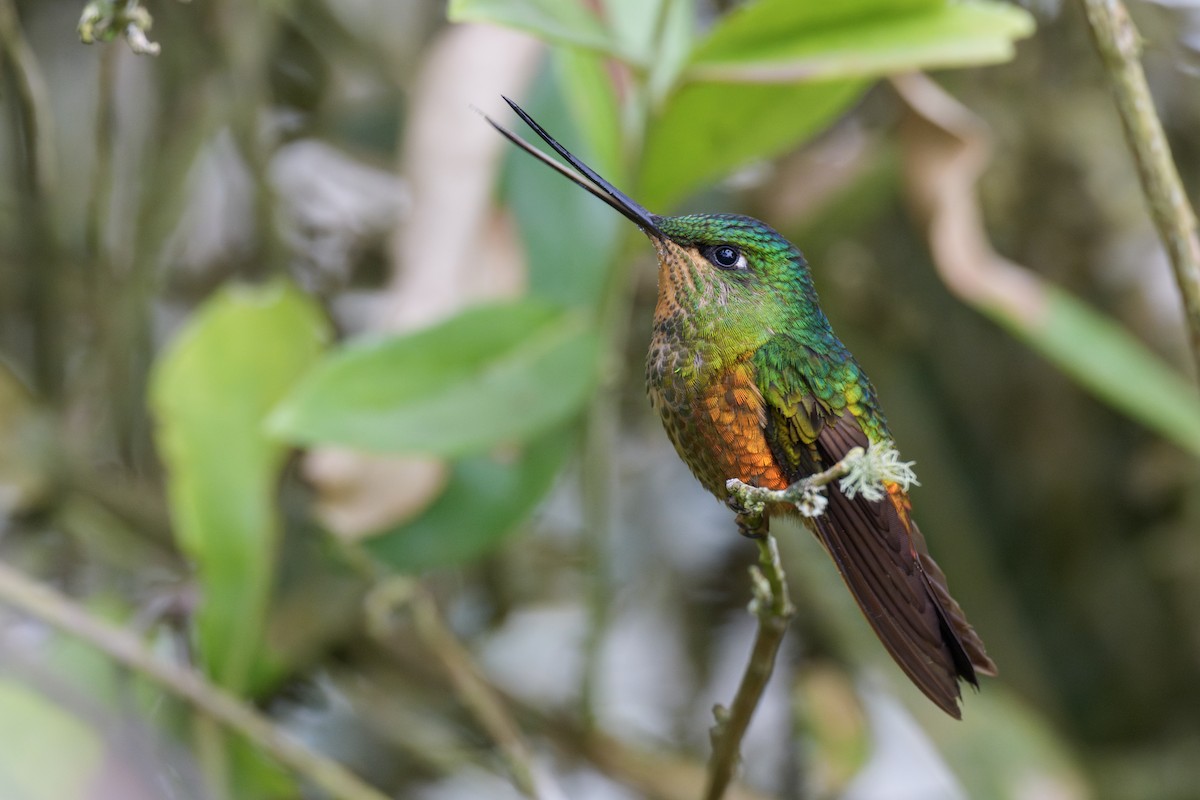 Golden-bellied Starfrontlet - ML637598772