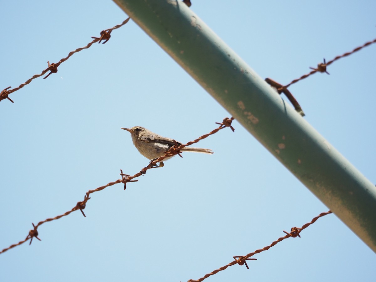 Canary Islands Chiffchaff - ML637598785