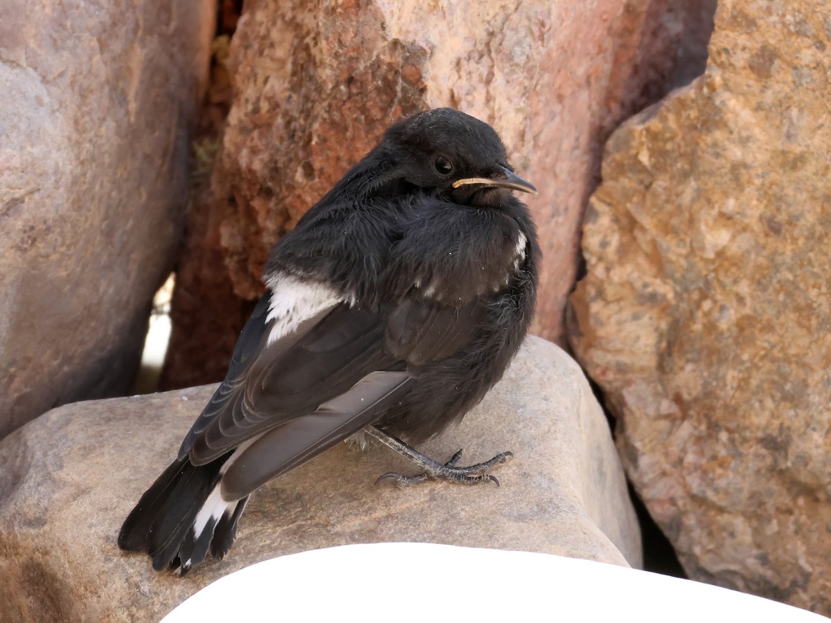 Mountain Chat - ML637598845