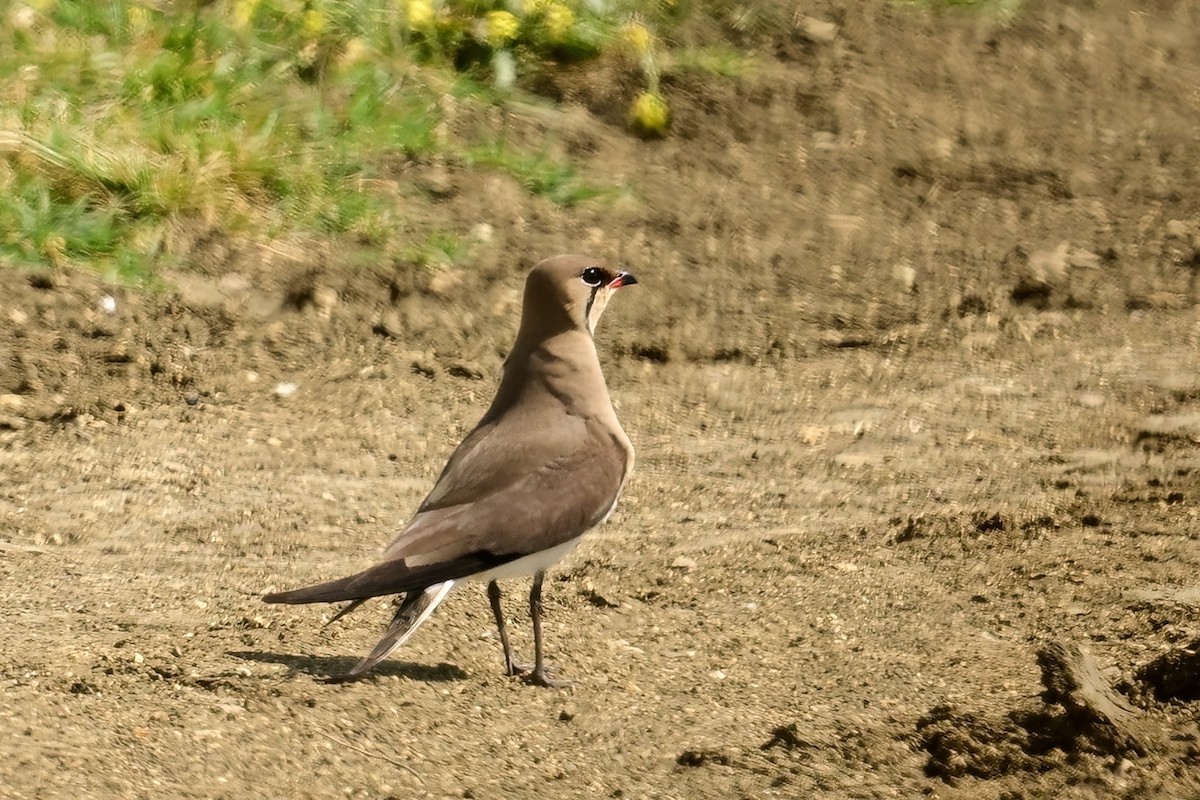Collared Pratincole - ML637598887