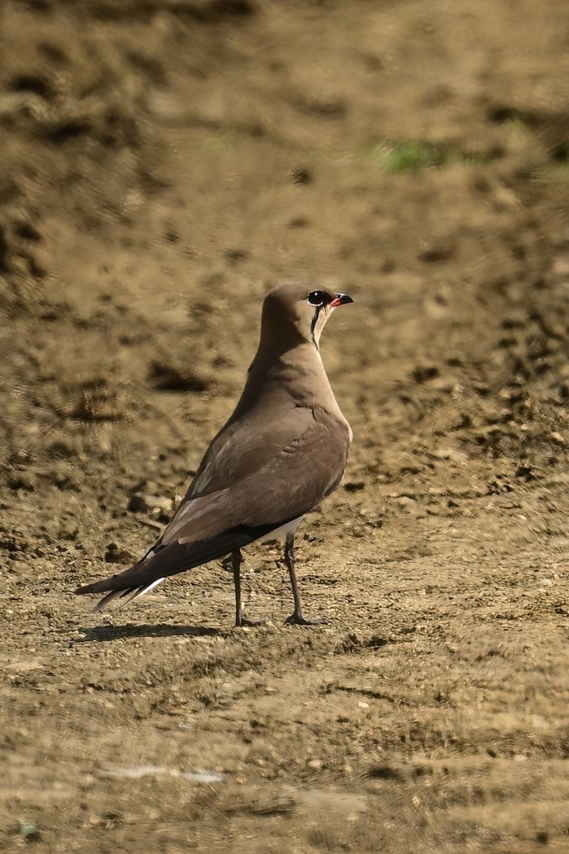 Collared Pratincole - ML637598888