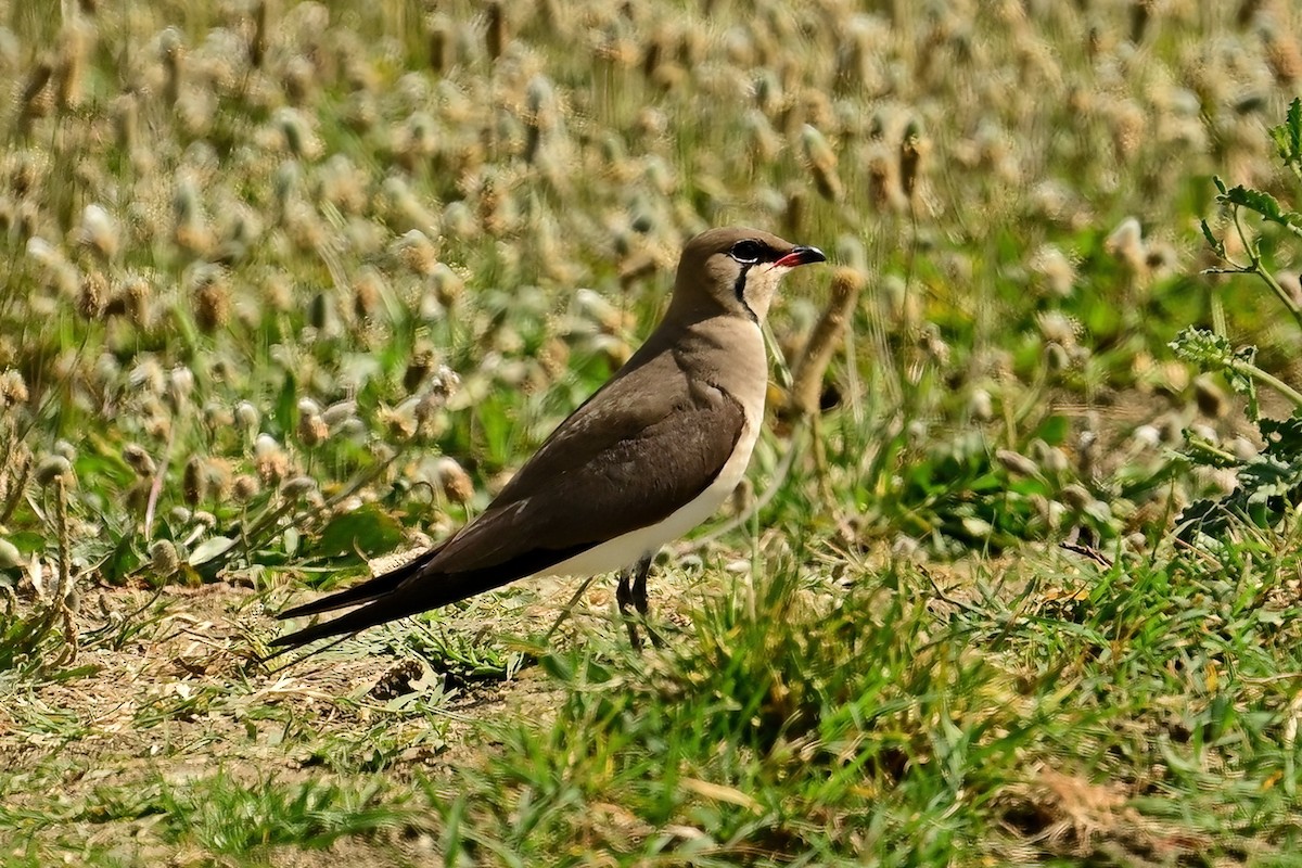 Collared Pratincole - ML637598889
