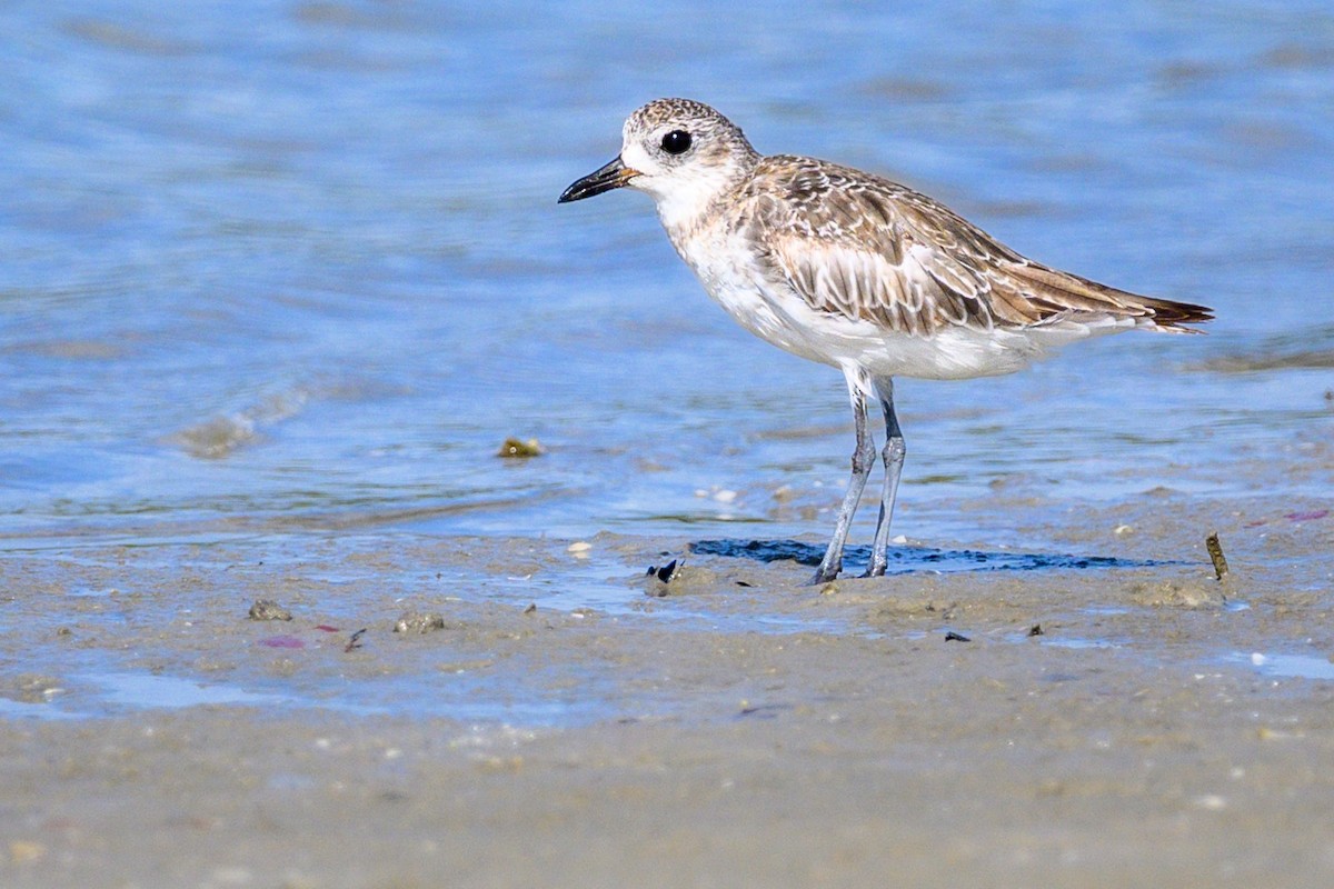 Black-bellied Plover - ML637598909