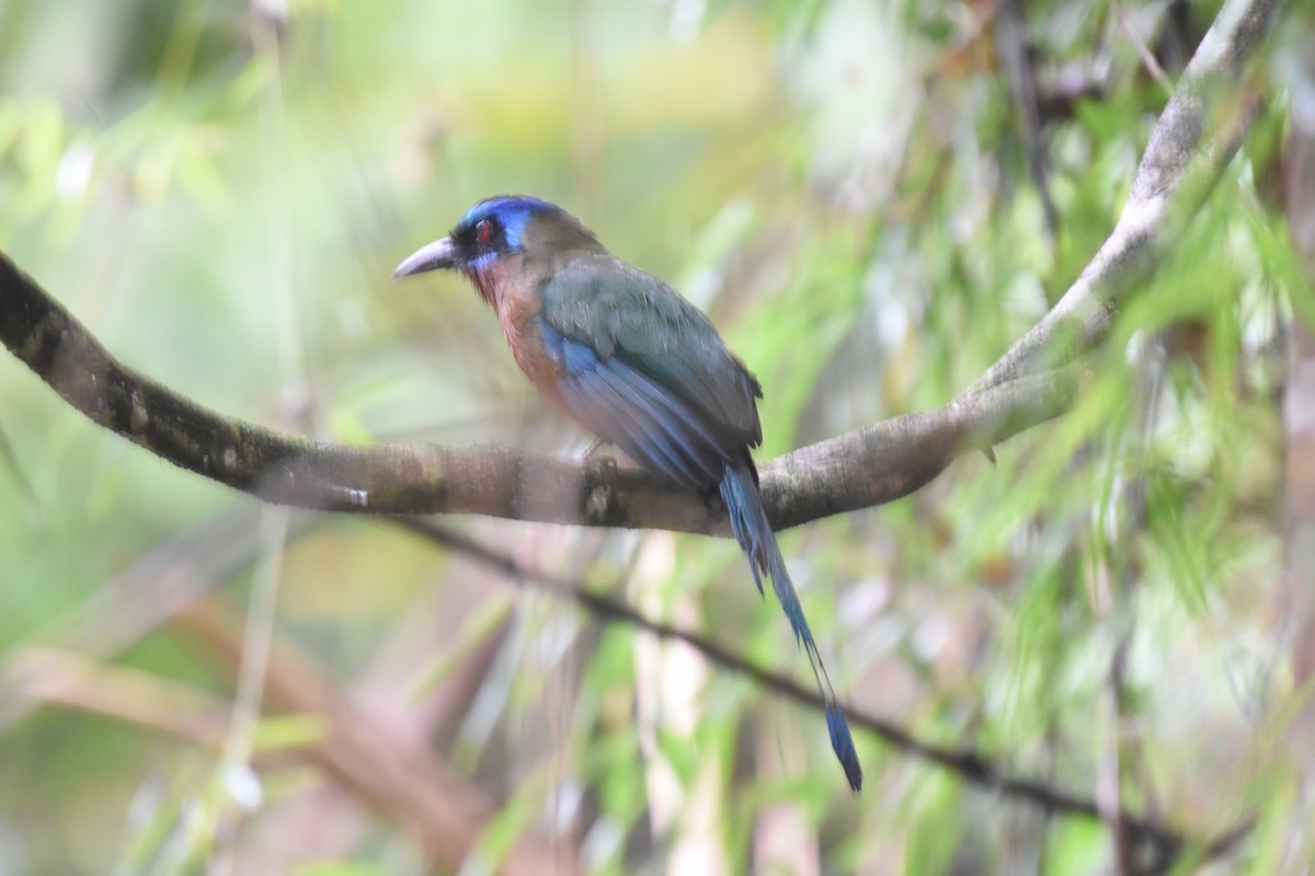 Trinidad Motmot - ML637598910