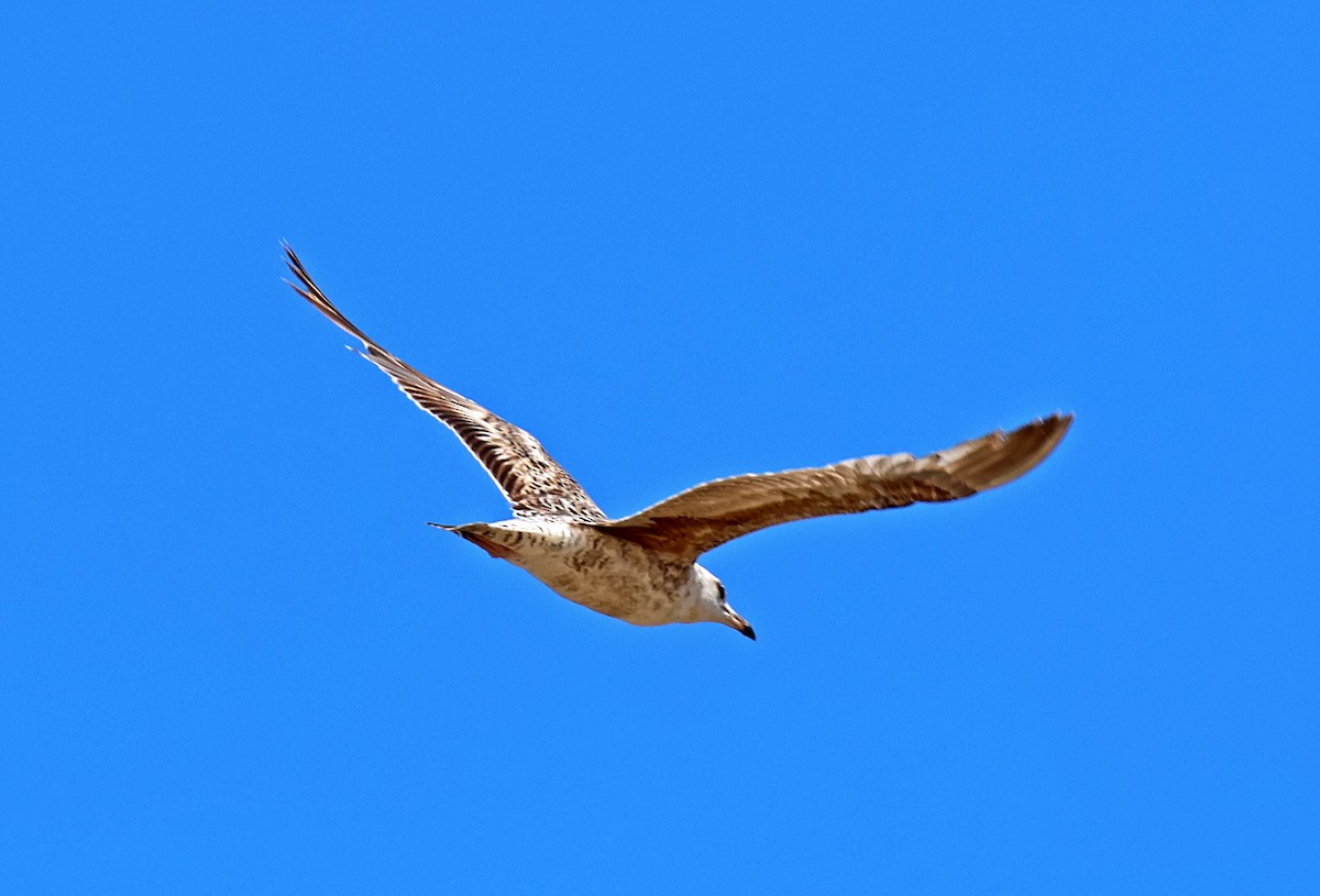Yellow-legged Gull - ML637598977