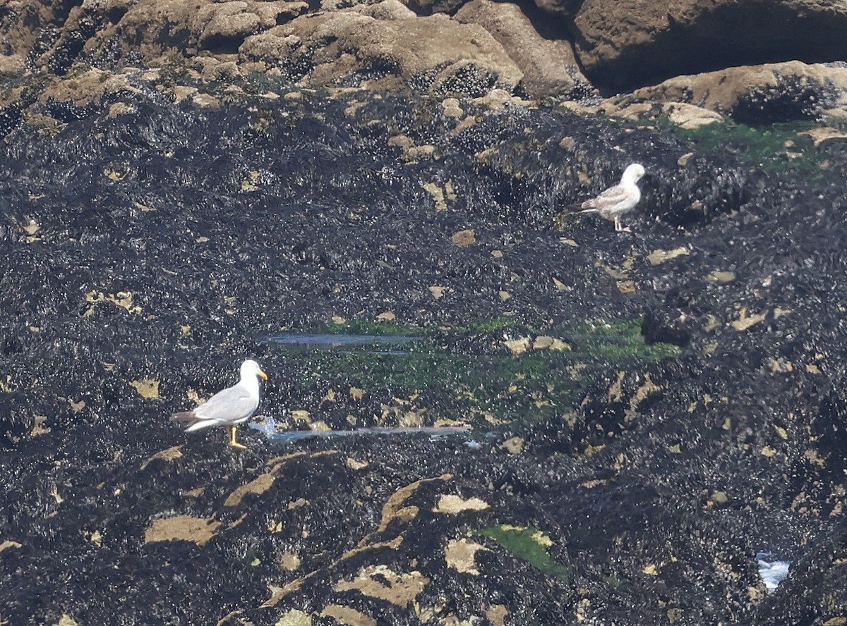 Yellow-legged Gull - ML637598978