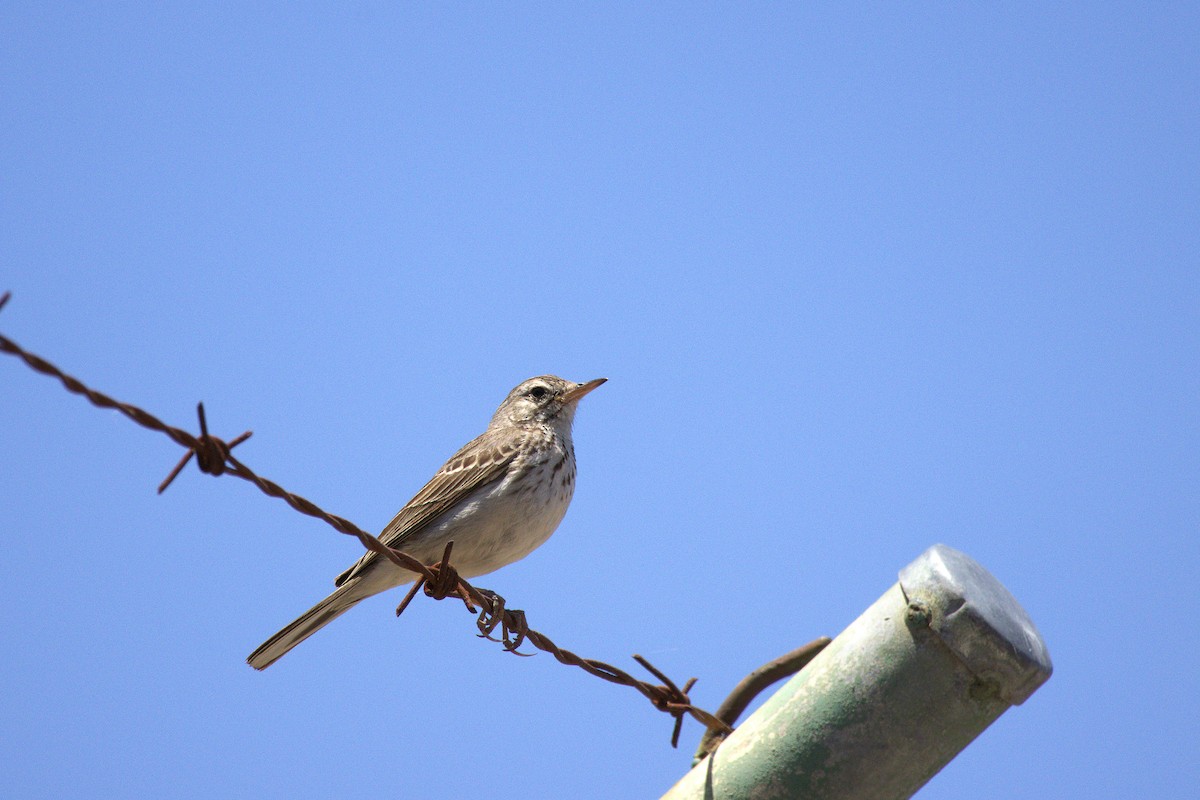 Berthelot's Pipit - ML637599051