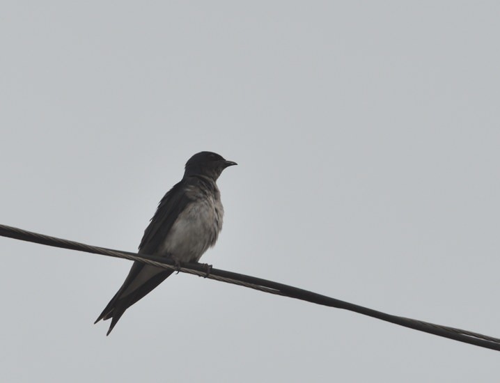 Gray-breasted Martin - ML637599087