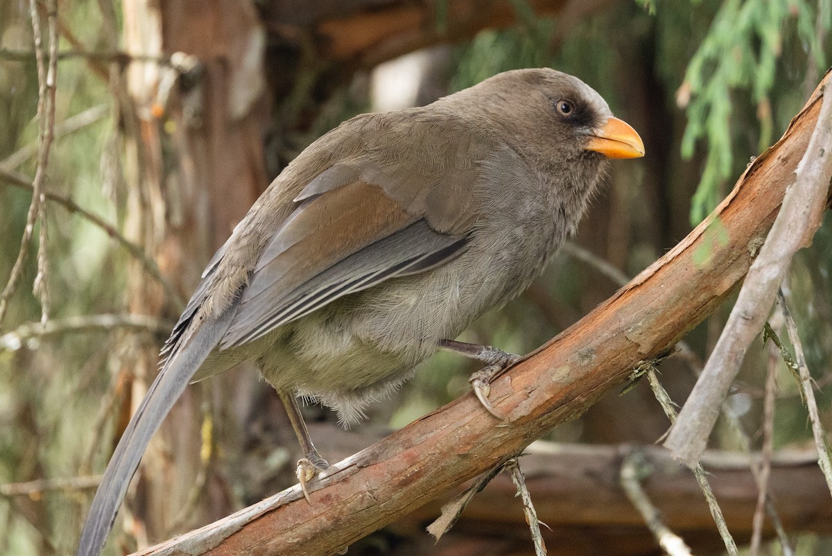 Great Parrotbill - ML637599091