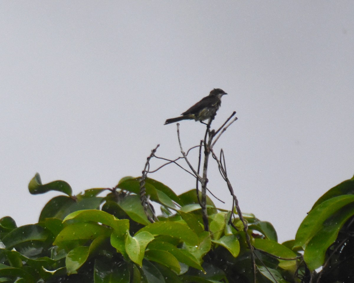 Piratic Flycatcher - ML637599106