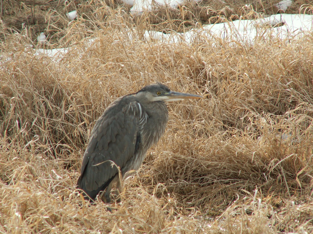 Great Blue Heron - Patricia and Richard Williams