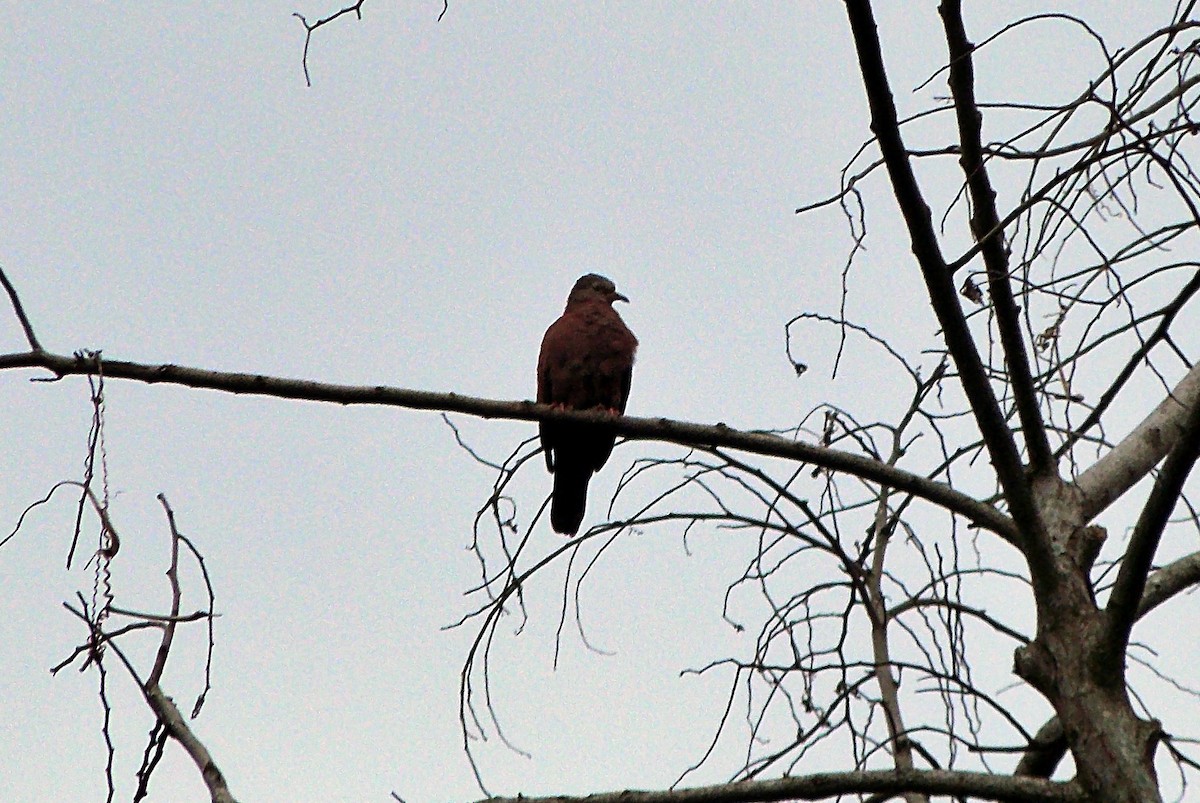 Ruddy Ground Dove - ML637599113