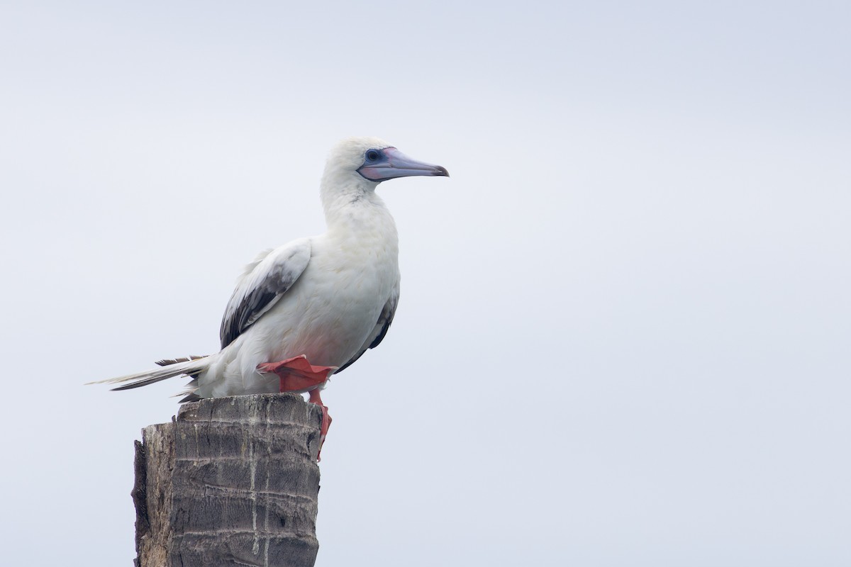 Red-footed Booby - ML637599184