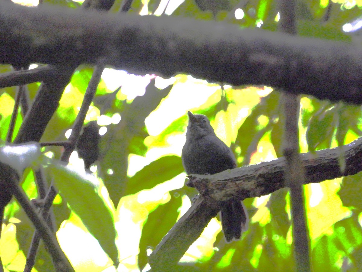 Bluish-slate Antshrike - ML637599281