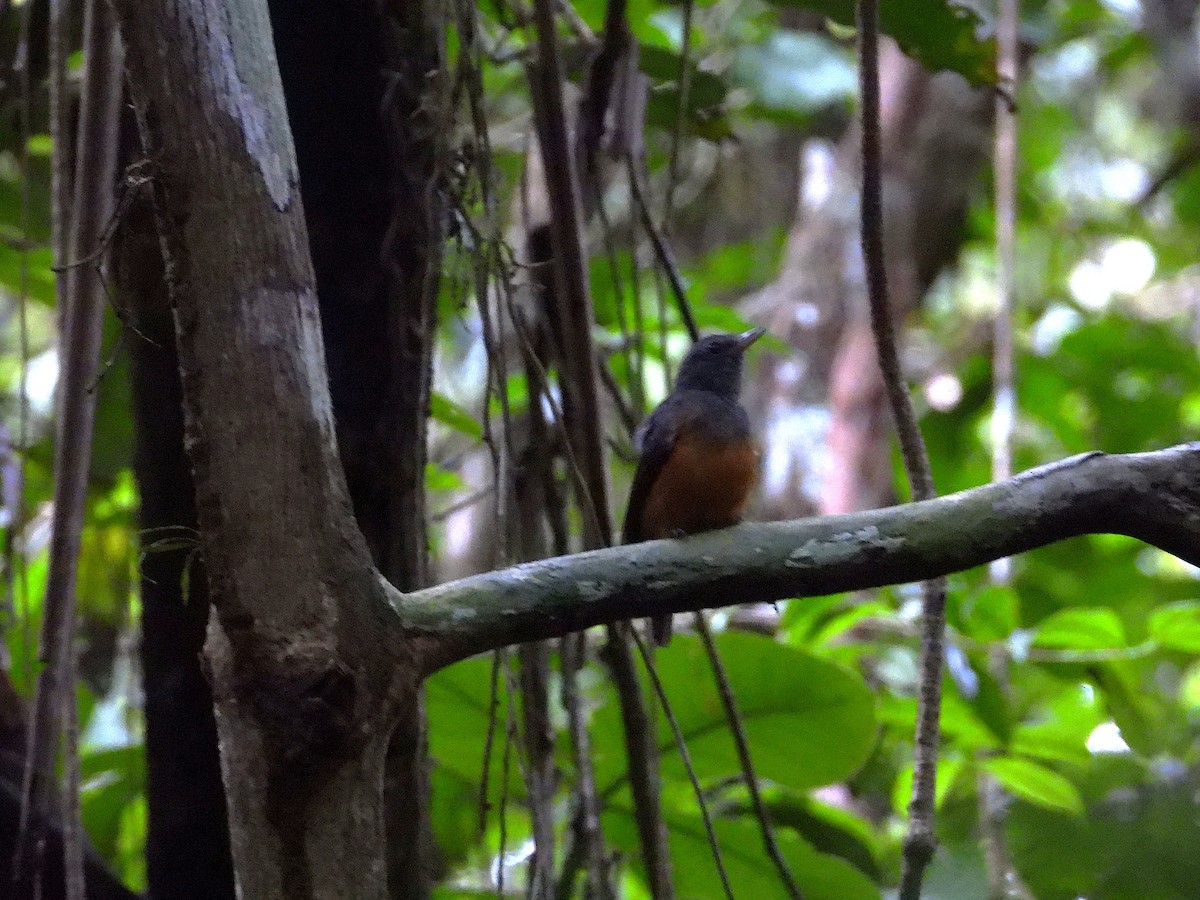 Bluish-slate Antshrike - ML637599282