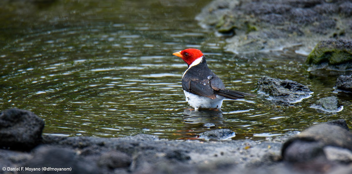 Yellow-billed Cardinal - ML637599349