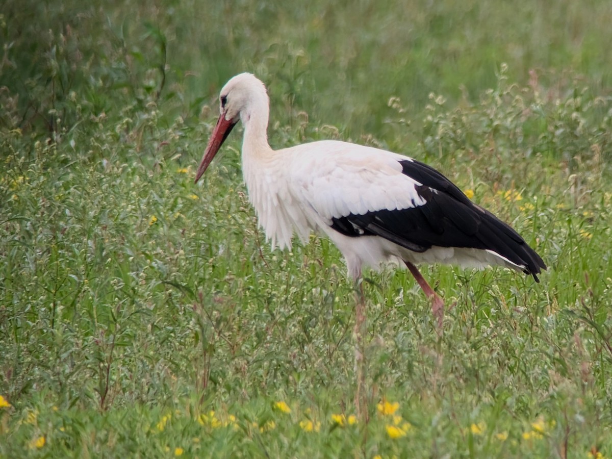 White Stork - ML637599378