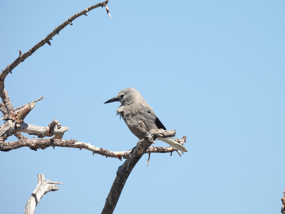Clark's Nutcracker - ML637599397