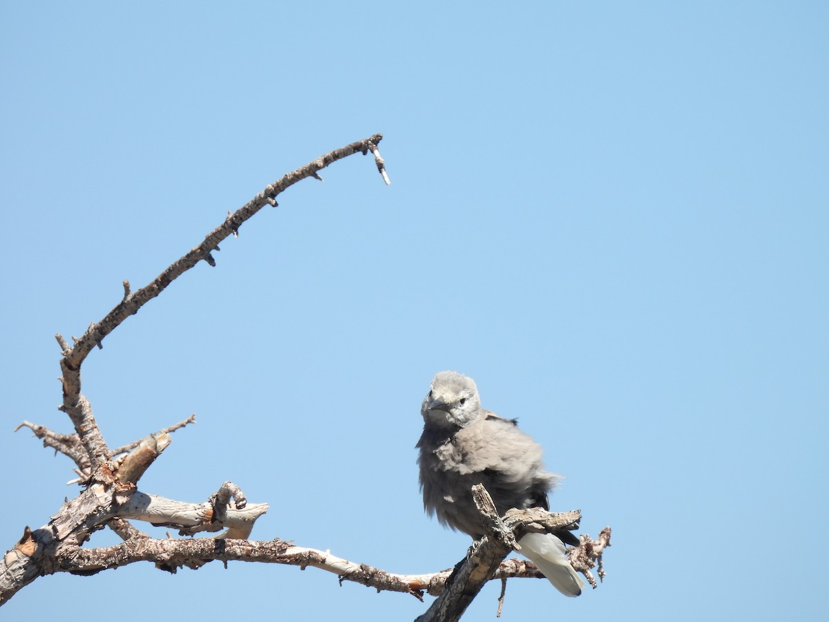 Clark's Nutcracker - ML637599398